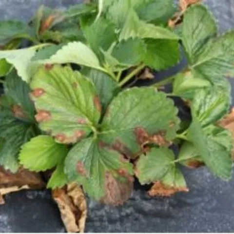 thumbnail for publication: Pestalotia Leaf Spot and Fruit Rot of Strawberry